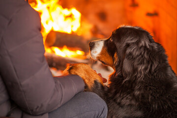 portrait of bernese mountain dog near the fireplace with a man