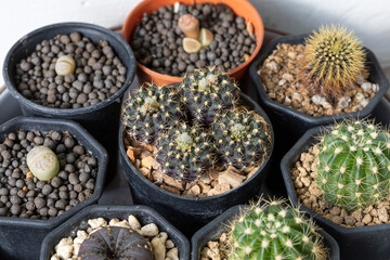 Small cactus plants in black plastic pot and succulent plants in another pot.