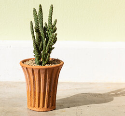 Cactus in terracotta pot on the cement table background.