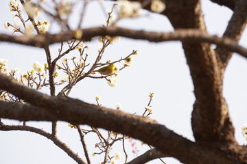 メジロと花