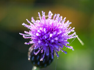 thistle flower in the morning dew
