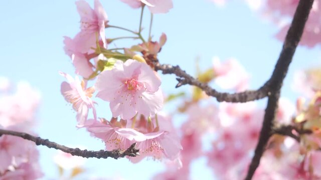 Images of cherry blossoms in full bloom, shot in spring in Japan.