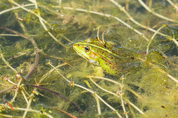 Frosch