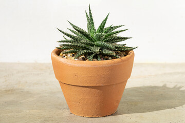 Cactus in terracotta pot on the cement table background.