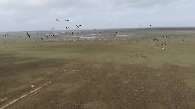 Kalmykia, area of Lake Manych. A flock of migratory red-breasted geese. 