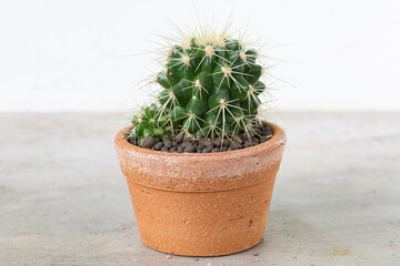 Cactus in terracotta pot on the cement table background.