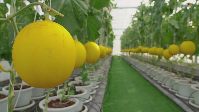 Fresh organic yellow cantaloupe melon or golden melon ready to harvesting in the greenhouse at the melon farm. agriculture and fruit farm concept stock photo