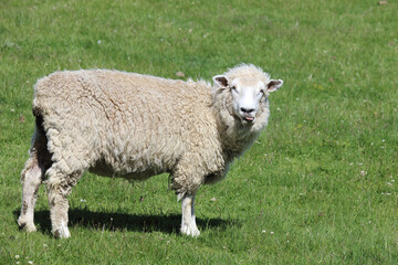 Obraz premium Romneyschaf / Romney sheep / Ovis