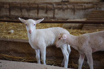 Obraz premium Little newborn lambs in the stable