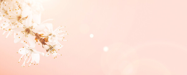 Sakura background with flower blossom and April floral nature on pink. Beautiful scene with blooming tree. Easter Sunny day. Orchard abstract blurred background. Springtime.