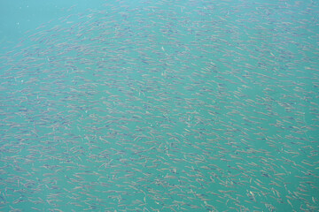 View of a school of fish in the blue water of the Jackson Lake reservoir