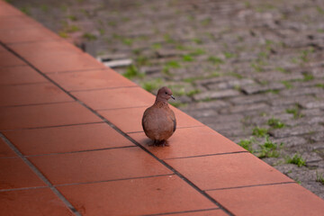 dove