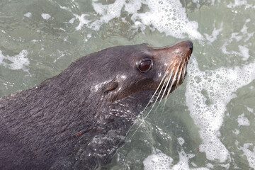 Obraz premium Neuseeländischer Seebär / New Zealand fur seal / Arctocephalus forsteri