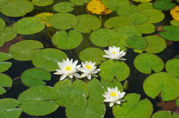 Water lilies aquatic plants with delicate colors, a symbol of purity.