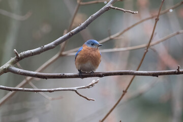 Bluebird 7