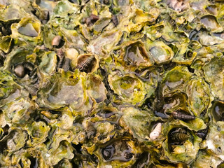 Sea animals ans shells at rocky beach