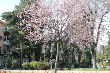 blooming tree in spring