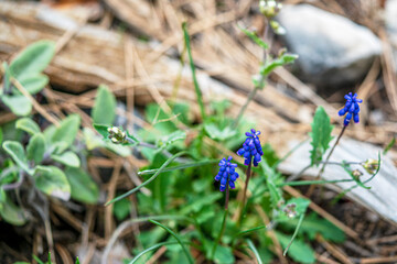 the beautiful blooming wild flowers in the nature