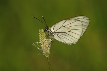 Close-up image of a butterfly on a spontaneous flower