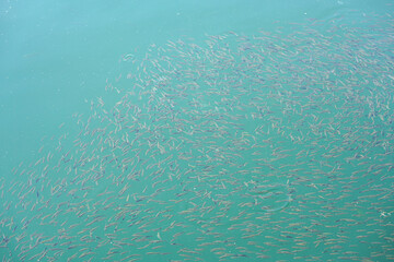View of a school of fish in the blue water of the Jackson Lake reservoir