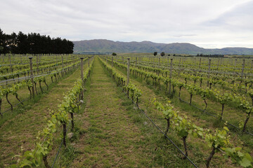 Fototapeta na wymiar Neuseeland - Weingarten / New Zealand - Vineyard