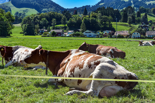 Cows in the Swiss fields on the way to Gruyere