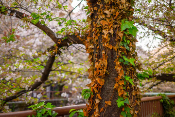 目黒川の散りかけの桜並木