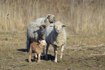 kleine Schafherde, Natur, Hirte, Landwirtschaft