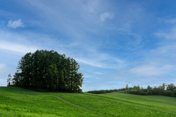 Fototapeta premium 新緑の丘とカラマツ林 美瑛町 