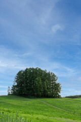 新緑の丘とカラマツ林　美瑛町

