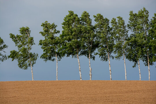 154 件の最適な 色づいたムギ畑 画像 ストック写真 ベクター Adobe Stock