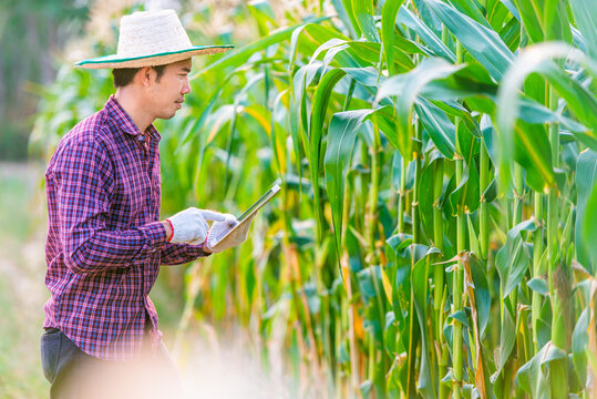 Man Asian farmer wearing red plaid shirt with hat and gloves.Take a tablet to use modern farming technology in corn garden at thailand concept of using electronic equipment for modern agriculture