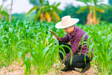Naklejka na ściany i meble Asian man wearing a plaid shirt, hat and gloves. Holding a tablet and checking soil conditions in corn plantation at thailand. concept of using electronic equipment in progressive farming