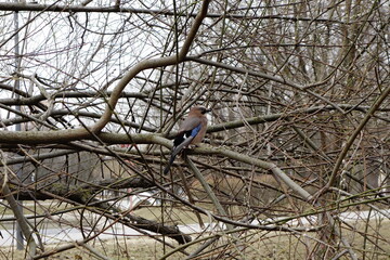 Eurasian jay on a leafless branch in early spring