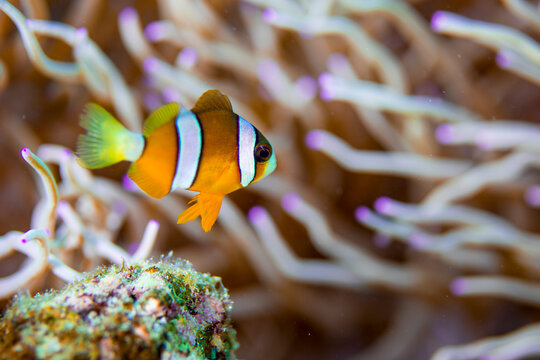 1 146 Best カクレクマノミ Images Stock Photos Vectors Adobe Stock