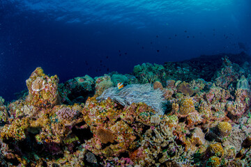 沖縄　海　珊瑚