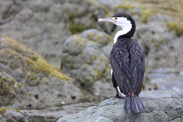 Elsterscharbe / Australian pied cormorant / Phalacrocorax varius