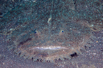 アンコウ　キアンコウ　エスカ