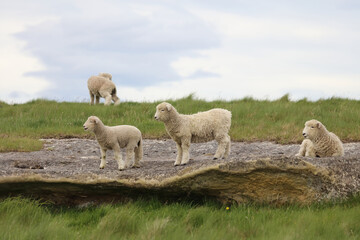 Romneyschaf / Romney sheep / Ovis.