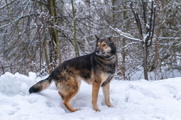 A hunting dog looks out for prey in the winter forest.