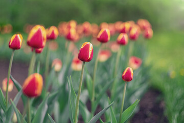 Obraz premium Yellow Tulip among many multi-colored tulips with green leaf background, personality and concept differences.