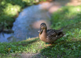 Mallard (Anas platyrhynchos). Close-up portrait of a wild duck standing on the bank of a stream.