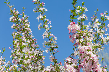 Begonia flowers bloom in spring