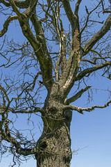 Big withered tree on a blue sky