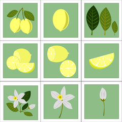 set of vector elements of yellow lemon, lemon flowers, leaves for decoration