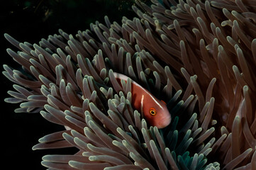 An anemone and it's Clown fish