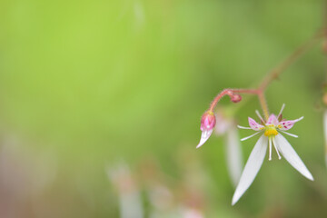 ユキノシタの花