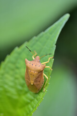 トホシカメムシ