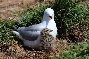 Rotschnabelmöwe / Red-billed gull / Larus scopulinus.