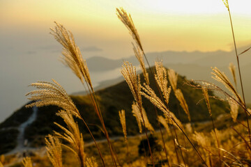 golden silver grass at sunset